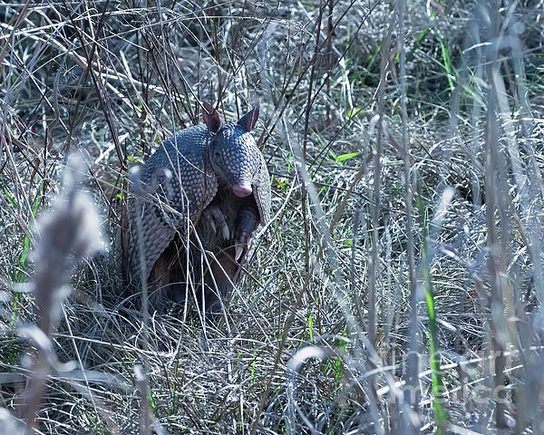 Armadillo Advertisement by Banyan Ranch Studios Armadillo Advertisement by Banyan Ranch Studios